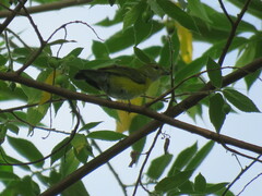 Euphonia chrysopasta