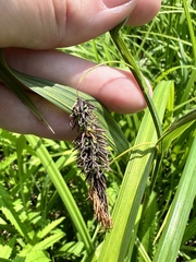 Carex middendorffii