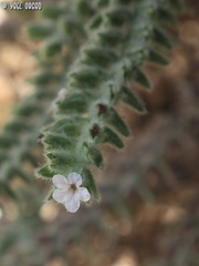Alkanna strigosa