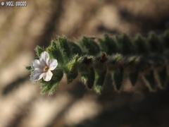 Alkanna strigosa