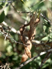 Anagyris foetida