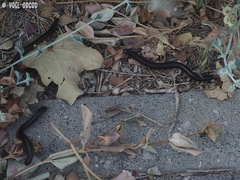 Archispirostreptus syriacus