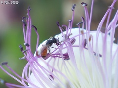 Lasioglossum pseudosphecodimorphum