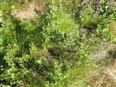 Ficinia fascicularis