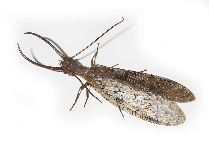 Alderflies, Dobsonflies, and Fishflies