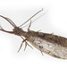 Alderflies, Dobsonflies, and Fishflies - Photo (c) David G. Barker, some rights reserved (CC BY-NC), uploaded by David G. Barker