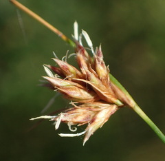 Ficinia fascicularis