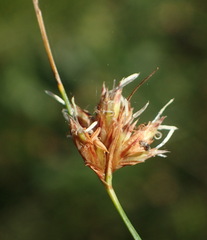 Ficinia fascicularis