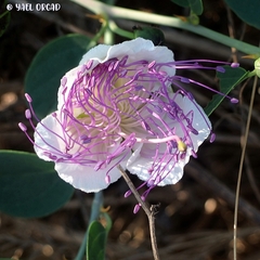 Capparis zoharyi