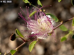 Capparis zoharyi