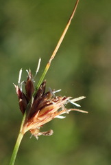 Ficinia fascicularis