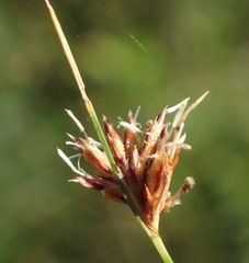 Ficinia fascicularis