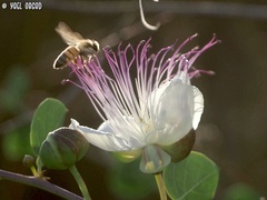 Capparis zoharyi