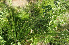 Ficinia fascicularis