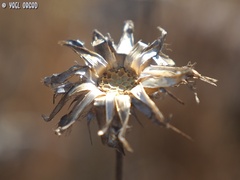 Centaurea crocodylium