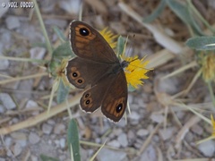 Lasiommata maera