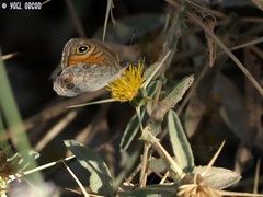 Lasiommata maera