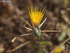 Centaurea hyalolepis