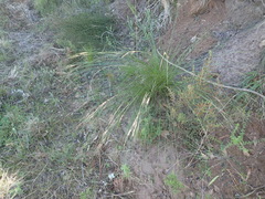 Schoenus graciliculmis