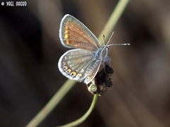 Polyommatus icarus