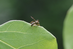 Psammaletes mexicanus