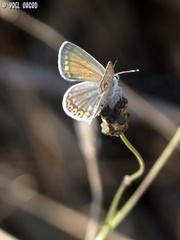 Polyommatus icarus