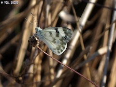 Pontia daplidice