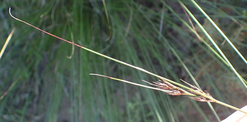 Image of Schoenus graciliculmis by (c) Nicola van Berkel, some rights reserved (CC BY-SA)