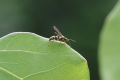 Psammaletes mexicanus