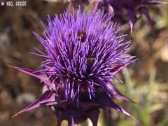 Cynara syriaca