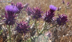Cynara syriaca