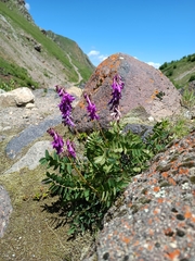 Hedysarum caucasicum