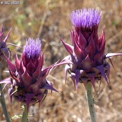 Cynara syriaca