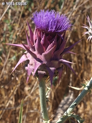 Cynara syriaca