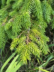 Picea jezoensis