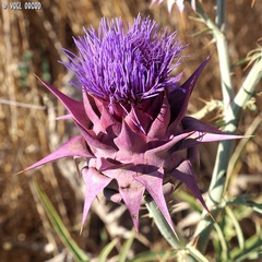 Cynara syriaca