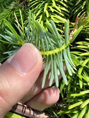 Picea jezoensis
