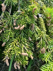 Picea jezoensis