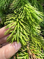 Picea jezoensis