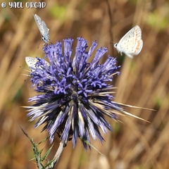 Polyommatus icarus