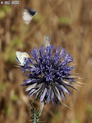 Polyommatus icarus