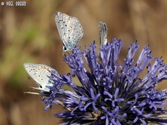 Polyommatus icarus