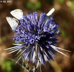 Polyommatus icarus