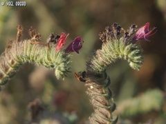 Echium angustifolium