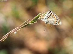 Polyommatus icarus