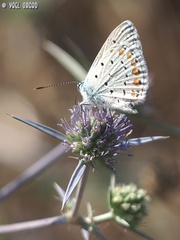 Polyommatus icarus