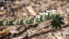 Heliotropium hirsutissimum