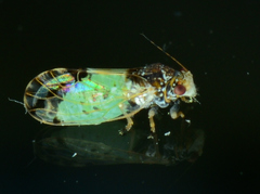 Cacopsylla pulchella