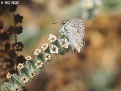 Polyommatus icarus