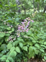 Hylodesmum glutinosum